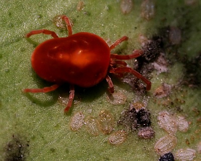 Magnified Red Spider Mite