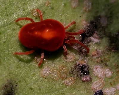 http://www.idahohotsprings.com/images/blog/red_spider_mite.jpg